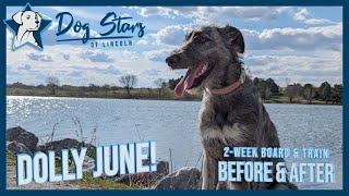 Dolly June ★ 5mo Irish Wolfhound ★ Dog Training Before & After Video | Lincoln, Nebraska