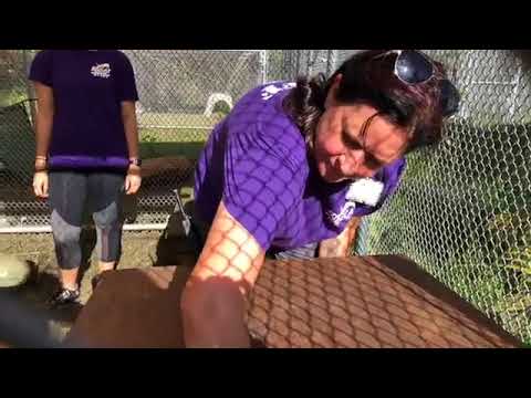 cheetah running speed Loading Noel Bobcat for her freedom ride!
