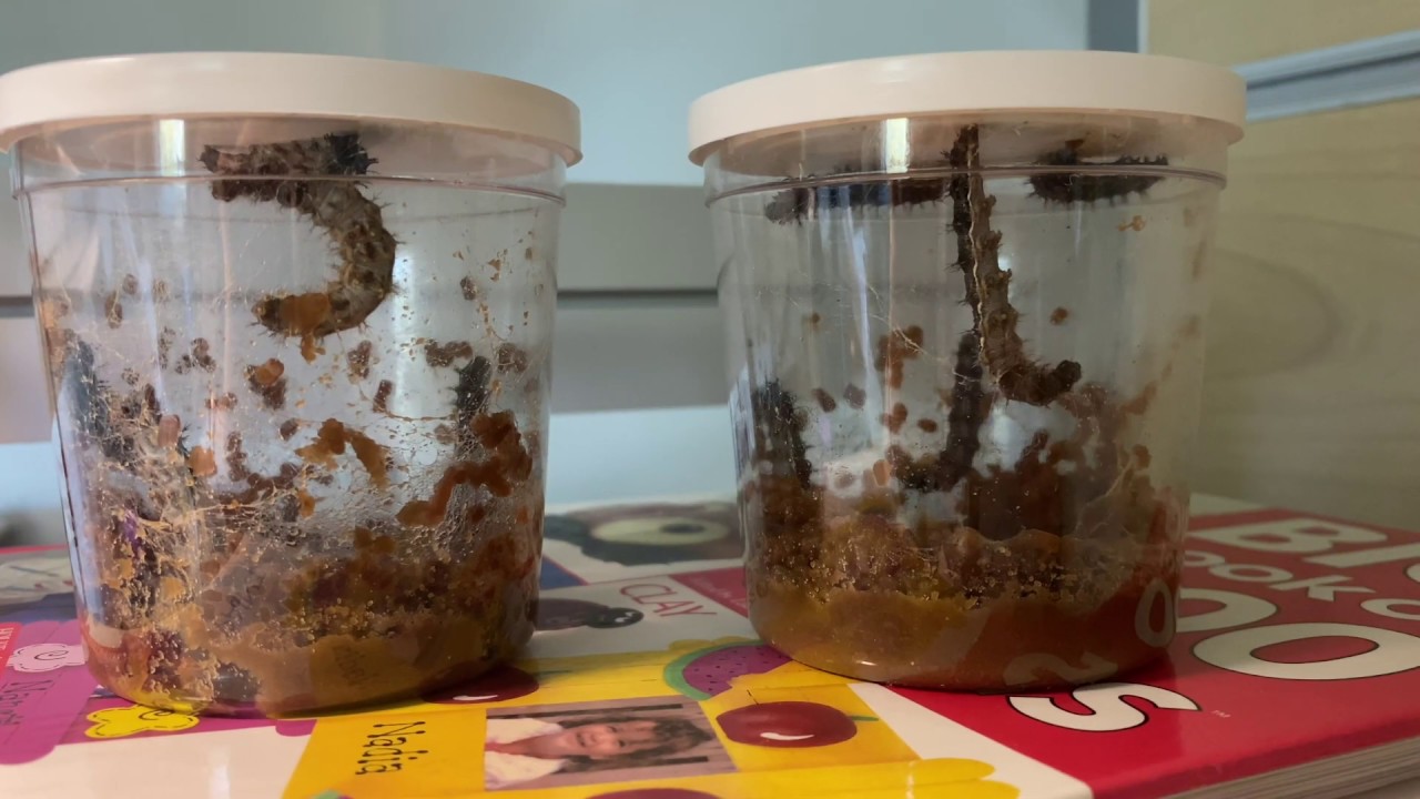 Butterfly Life Cycle Observation - Day 6 & 7
