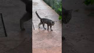 cute stray cat 🐈‍⬛  #cat