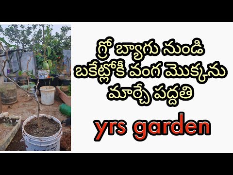 Terrace Garden The Method Converting An Brinjal From A Grow Bag Into Bucket Plants Gardening You Terrace Garden The Method Converting, How To Set Up Terrace Garden In Telugu