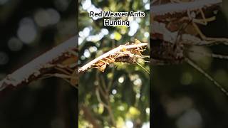 Red Weaver Ants Hunting #rpmtheexplorer #explorer #naturelover #nature #naturalbeauty #insects #ant