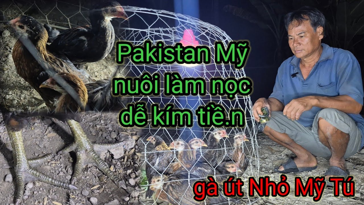 Dòng Gà Mỹ Pakistan rất dễ nuôi thu nhập rất cao-Gà út Nhỏ Mỹ Tú