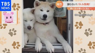 飼い主が帰ってくると・・・犬の“熾烈なバトル”【Nスタ】