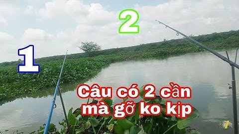 CÂU CÁ Ở VÙNG BIÊN GIỚI GÒ BÒ, LONG AN  NGAY BẦY CÁ TRA LỨA // Go fishing in " Gò Bò"