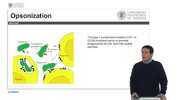 El Sistema del Complemento. Funciones Inmunológicas |  | UPV