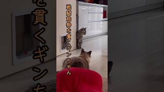 【猫動画】やんのかゴラ〜いんや やらんし。#shorts #cat #猫 #ラグドール#アメリカンショートヘア