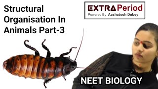 Extra Period || Structural Organisation In Animals Part-3 || Cockroach || NCERT BIOLOGY || NEET
