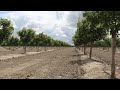 How to Design a New Pistachio Orchard