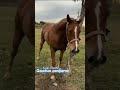 Fa que físico 🐴