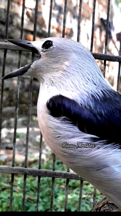 jalak kapas gacor #birds #kicaumonster #jalak