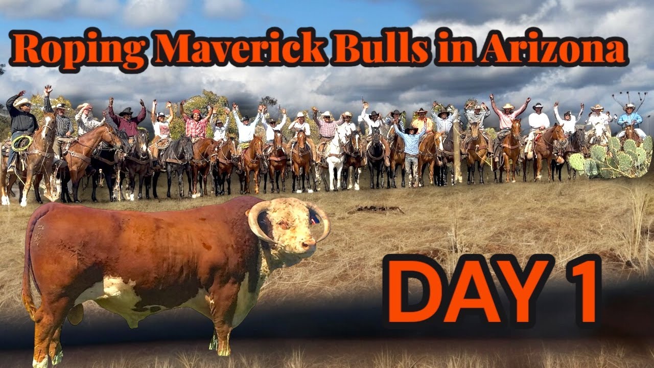 Roping Maverick Bulls in Arizona DAY 1