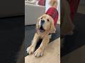 Sterling says Merry Christmas 🎅🏻 #goldenretrievers