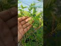 Mulberry flowers #mulberries #mulberrytree #mulberryfruit #mulberry #organicfarming #rooftopgarden