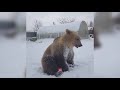 Meet Stepan The Bear || Manamana
