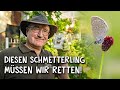 So rettest du Schmetterlinge in deinem Garten! 🦋 - Diese Pflanze hilft! 🌺