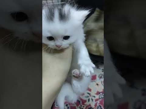 تعوا شوفوا أولاد قطتي سنوي كملوا شهر Shorts