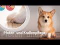 Pfoten- und Krallenpflege beim Hund - entspannt dremeln | Schritt für Schritt