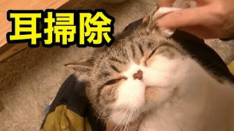 ぬこ耳掃除