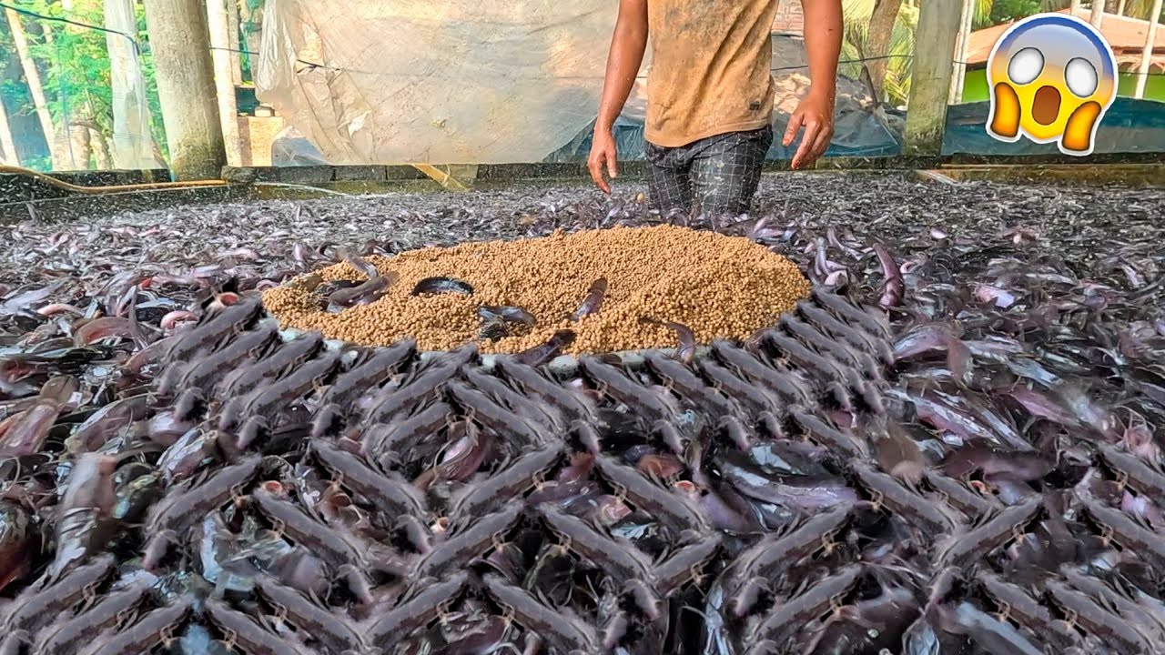 COMO CRIAM 1 MILHÃO DE PEIXES NESSE PEQUENO ESPAÇO?