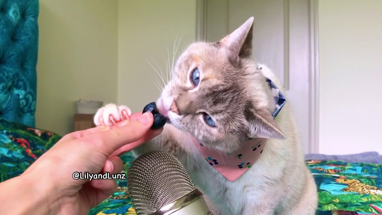 ASMR CAT EATS BLUEBERRY YouTube