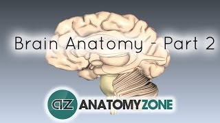 Basic Parts Of The Brain - Part 2 - 3D Anatomy Tutorial