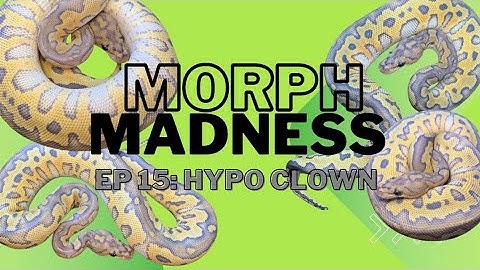 MORPH MADNESS: HYPO CLOWN