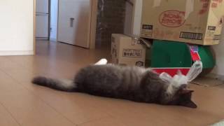 まだまだ子供な猫 ノルウェージャンフォレストキャット