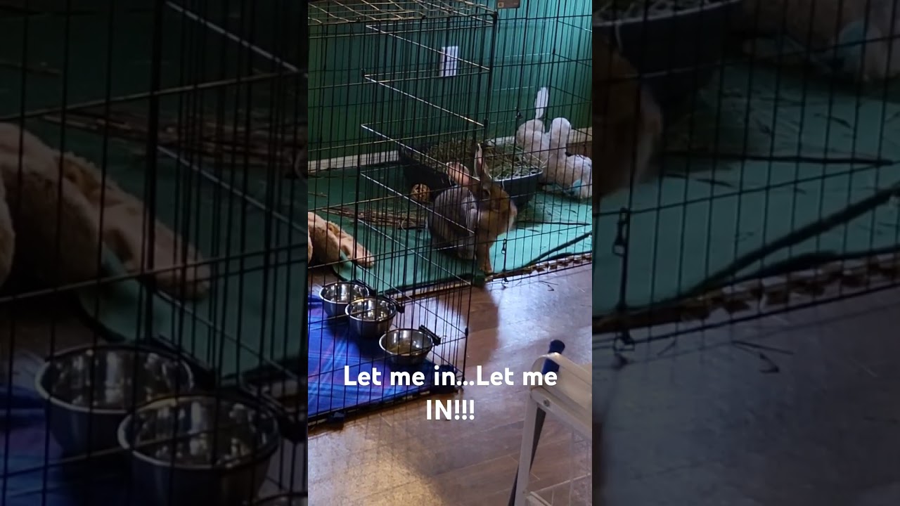 Giant Rabbit Tries to Escape 