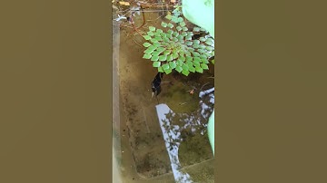 CÁ ÔNG TIÊN RA SỨC BẢO VỆ CÁ CON