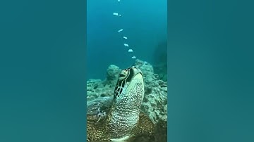 سورة القيامة .. مصطفى أيوب ..