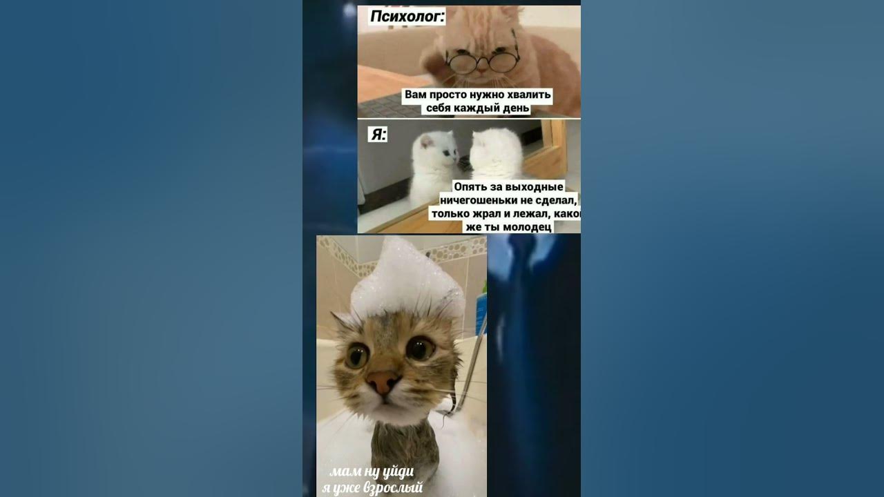 Мемы с котами 10 часов Смешные картинки