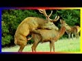 Deer M ating In Love And Training Around The World