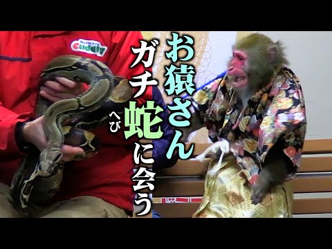 人間が育てた猿は「野生での天敵」ヘビと仲良くなれるのか？