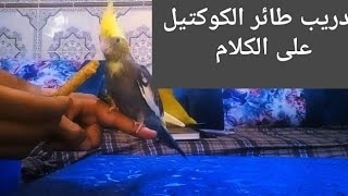 ترويض طائر الكالوبسيت على الكلام: نصائح وخطوات#loverbird #perroquet