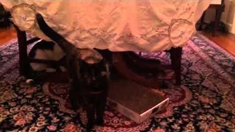 Charlie & Halle first time catnip.