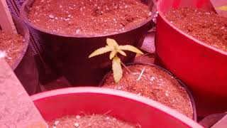 Seedling update!