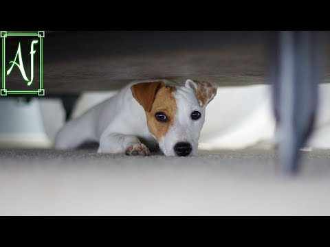 გრძნობენ თუ არა ცხოველები მიწისძვრას?