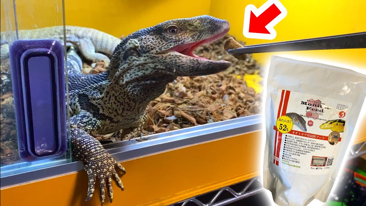 【爬虫類飼育用品】暖突L フトアゴヒゲトカゲ　サバンナモニター サバンナモニター #北九州市小倉北区サバモニ販売 #北九州小倉北