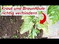 Kraut und braunfule an tomaten  so wirst du sie los