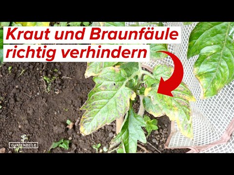 Kraut und Braunfäule