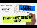 2minute neuroscience primary somatosensory cortex