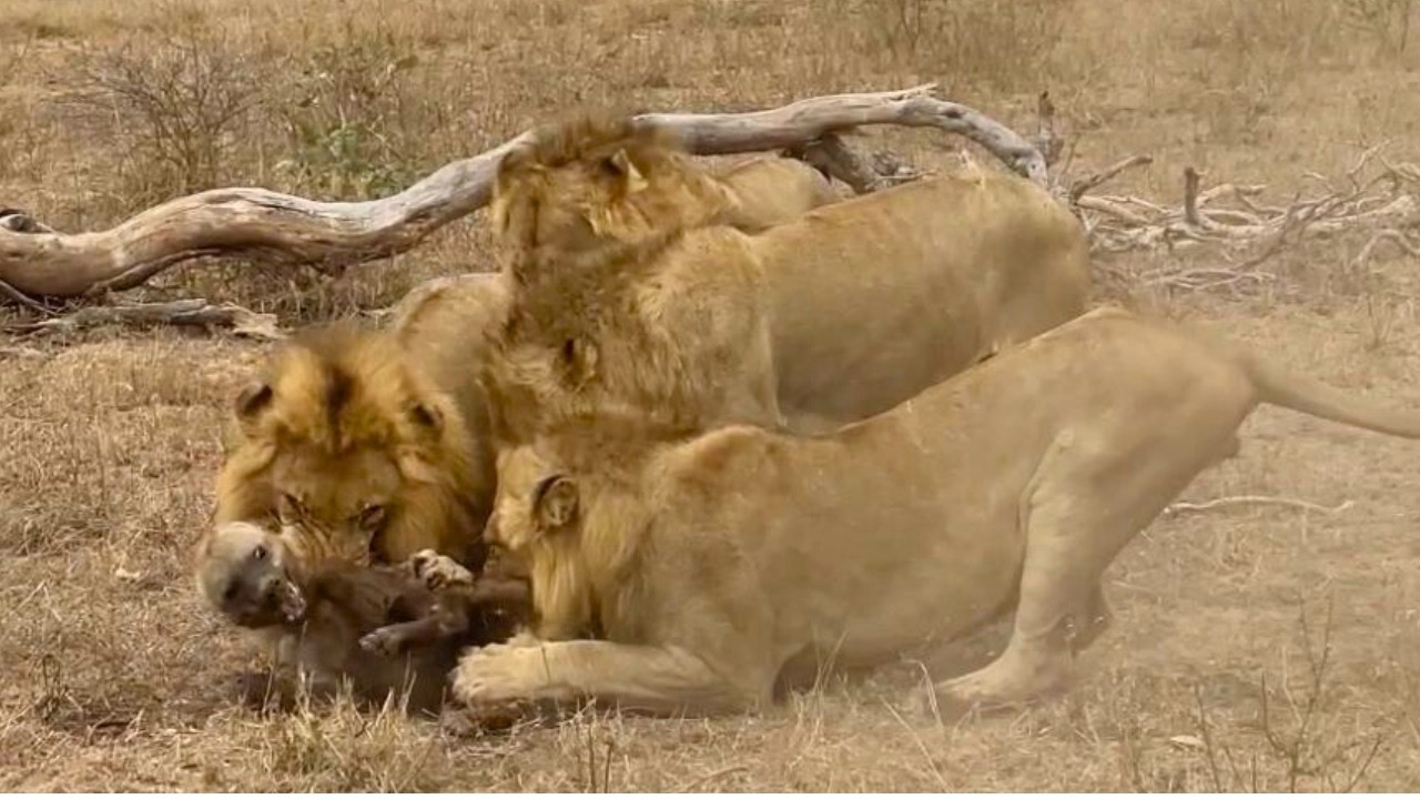Hyenas Pull Off an Unbelievable Rescue After Lions Take One of Their Own