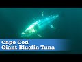 Cape Cod Giant Bluefin Tuna | S17 E08