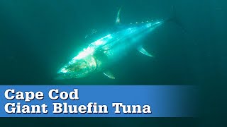 Cape Cod Giant Bluefin Tuna | S17 E08