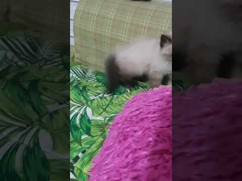 PLAYFUL HIMALAYAN KITTENS.