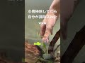 ようやく、エビに認めてもらいました #エビ #アクアリウム #ふれあい
