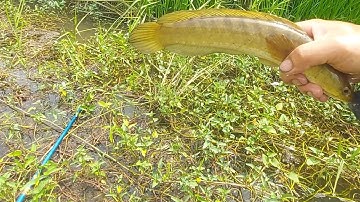 Mấy Cái Mương Nước Sâu Cá Lóc Còn Quá Nhiều | kích cá miền tây