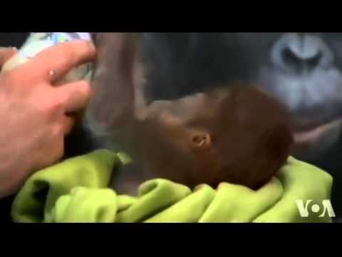 Baby Orangutan Introduced at Berlin Zoo - YouTube
