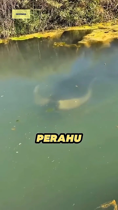 Makhluk besar mengerikan didasar sungai, namun ternyata...